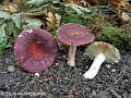 Russula vinosobrunnea-amf1651-1